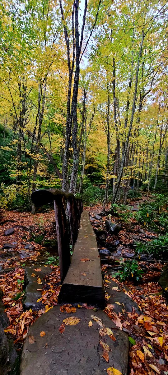 mnbissell's tweet photo. My @cnfootball Eagles and the fall colors in my Smoky Mountains, both a win this weekend.
#mtleconte
#trailblazers https://t.co/P1PkD4yioU