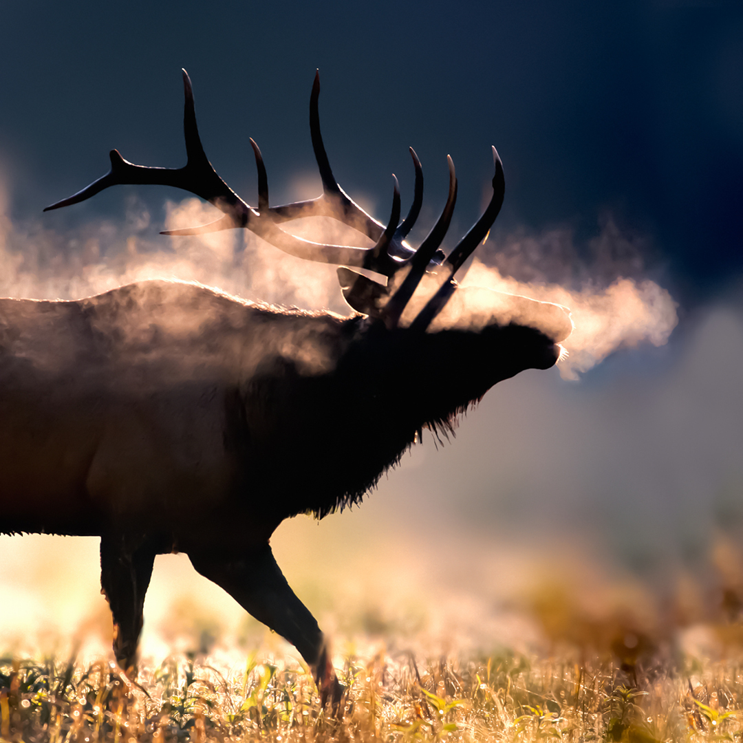 DestYellowstone's tweet photo. Peace you can hear, moments you'll remember forever.
.
.
.
#WestYellowstone #DestinationYellowstone #VisitWestYellowstone #WestYellowstoneMT #Yellowstone #YellowstoneNationalPark #YellostoneNPS #Elk #ElkRut #BuglingElk #ElkBugles https://t.co/46IO94assm
