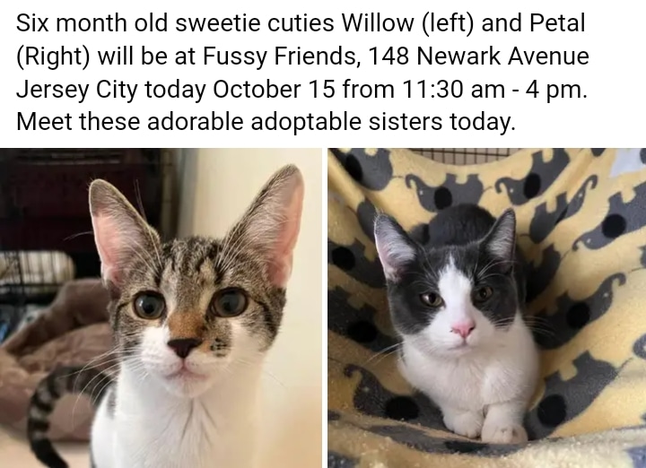 HCALnj's tweet photo. Stop by Fussy Friends Downtown to meet these cuties today! We'll be there til 4pm. #JerseyCity #AdoptDontShop https://t.co/6V9whhFtRL