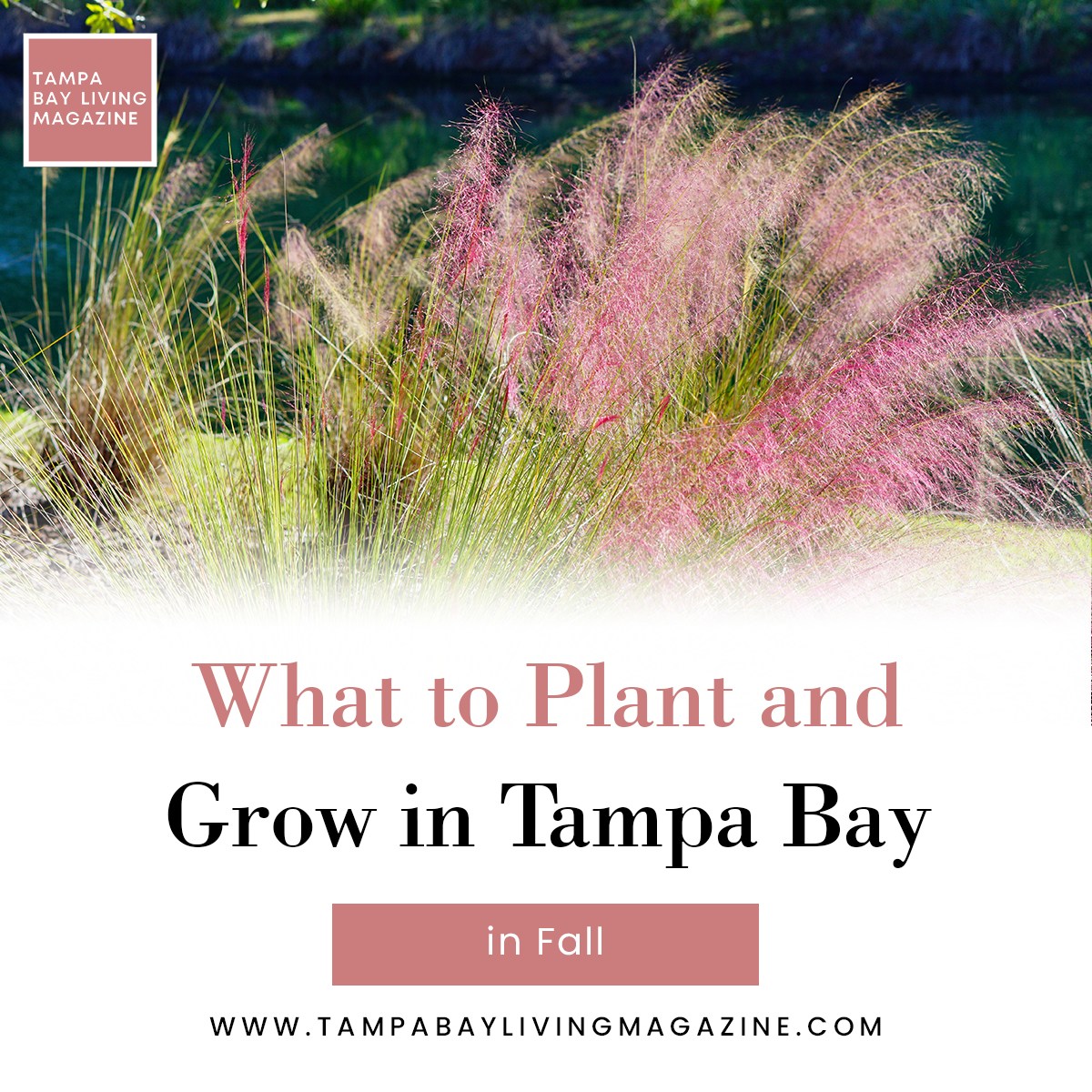 Fall offers a chance to rejuvenate your garden and enhance its natural beauty by choosing suitable plants and shrubs for Tampa Bay's unique climate. Read more: tampabaylivingmagazine.com/blog/what-to-p… #FallPlants #FallGarden #GardenDesignIdeas #TampaBay