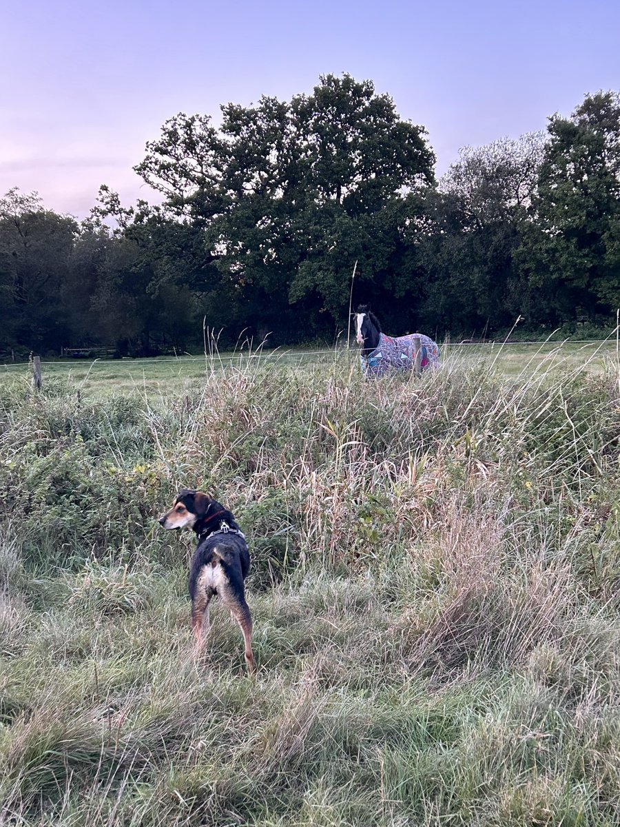 Heather_CCN's tweet photo. Another good week despite getting darker, colder and wearing gloves 🧤 today! 33.3 kms walked with my gorgeous boy. 🐶 Hope everyone had a good week too? ☺️ #NHS1000miles #ActiveNurses #RescueDog #sundayvibes https://t.co/5Lt9Ojr0aY