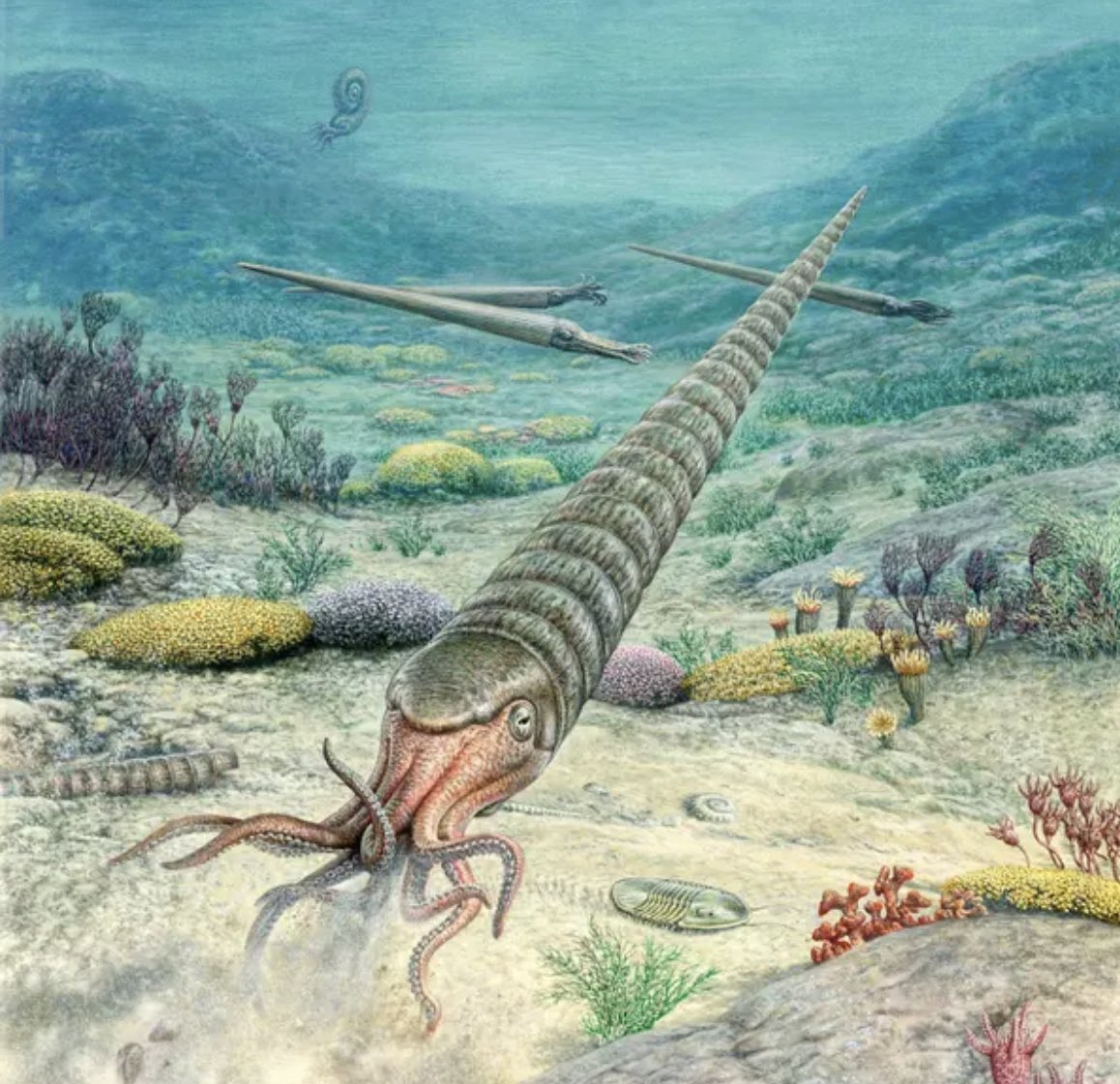 Another ~sick~ grad student presentation coming up at #GSA2023: Ohav Harris discusses new global echinoderm data that he correlated with d18O to explore drivers of early Paleozoic evolution. Also: a new LOME pattern?! 

Today. 4:40 pm, room 304/305. Be there.
