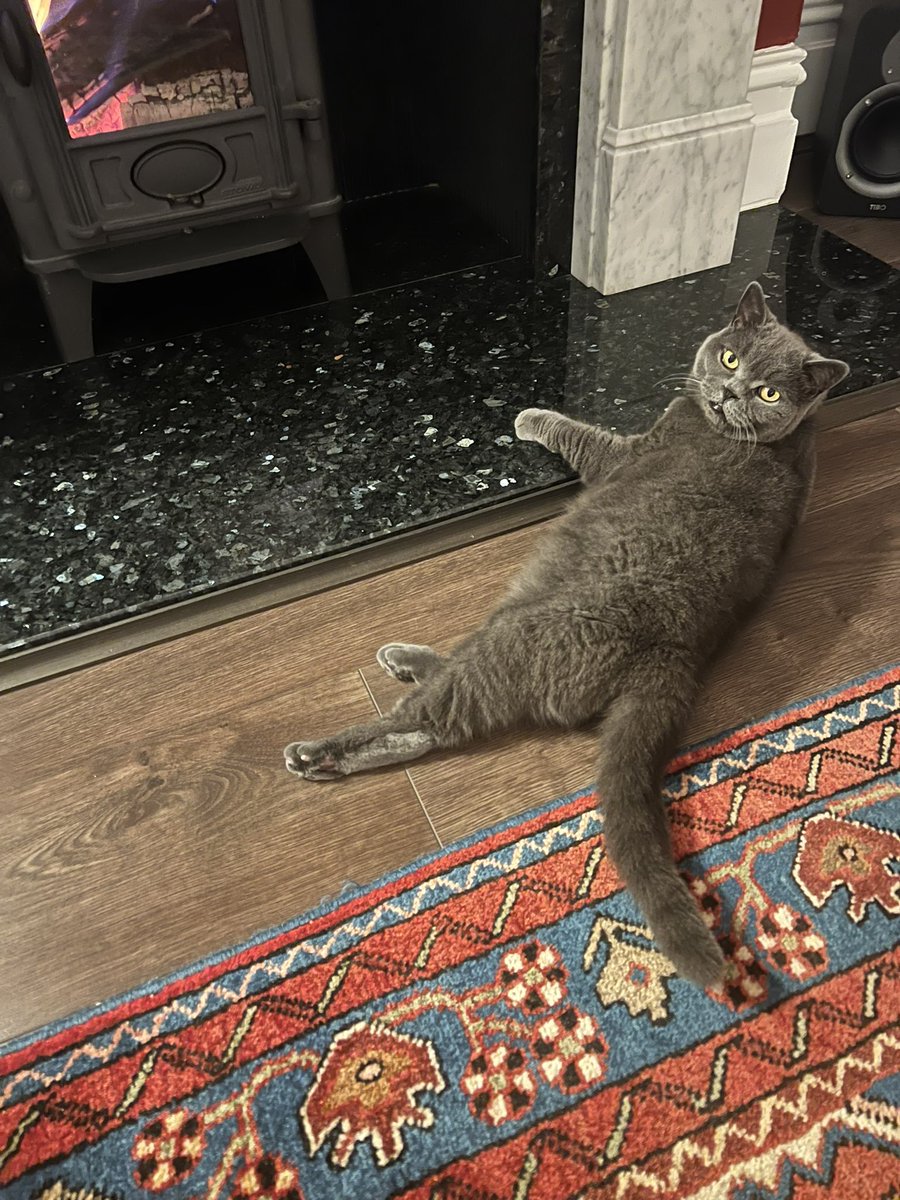 Staff have lit the fire for me. About time! 🐾 🔥 😻 #CatsOfTwitter #Autumn