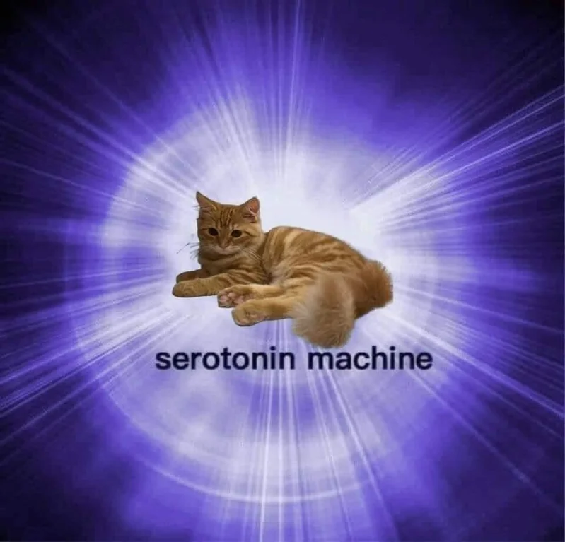 ShowYourCat's tweet image. 