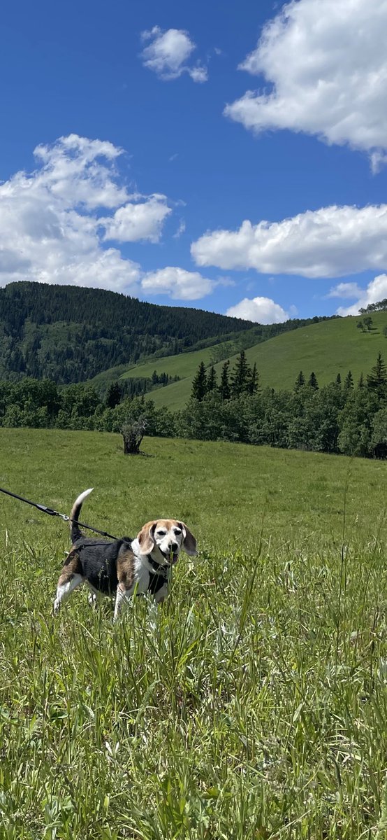 watchdaredevil's tweet photo. this sweet boy has finally crossed the rainbow bridge. we had a wonderful time with you, i hope you felt the same way too. thanks for everything https://t.co/OfSTjTfrWo