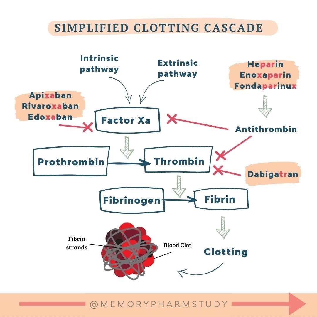 Coagulation Cascade Simple