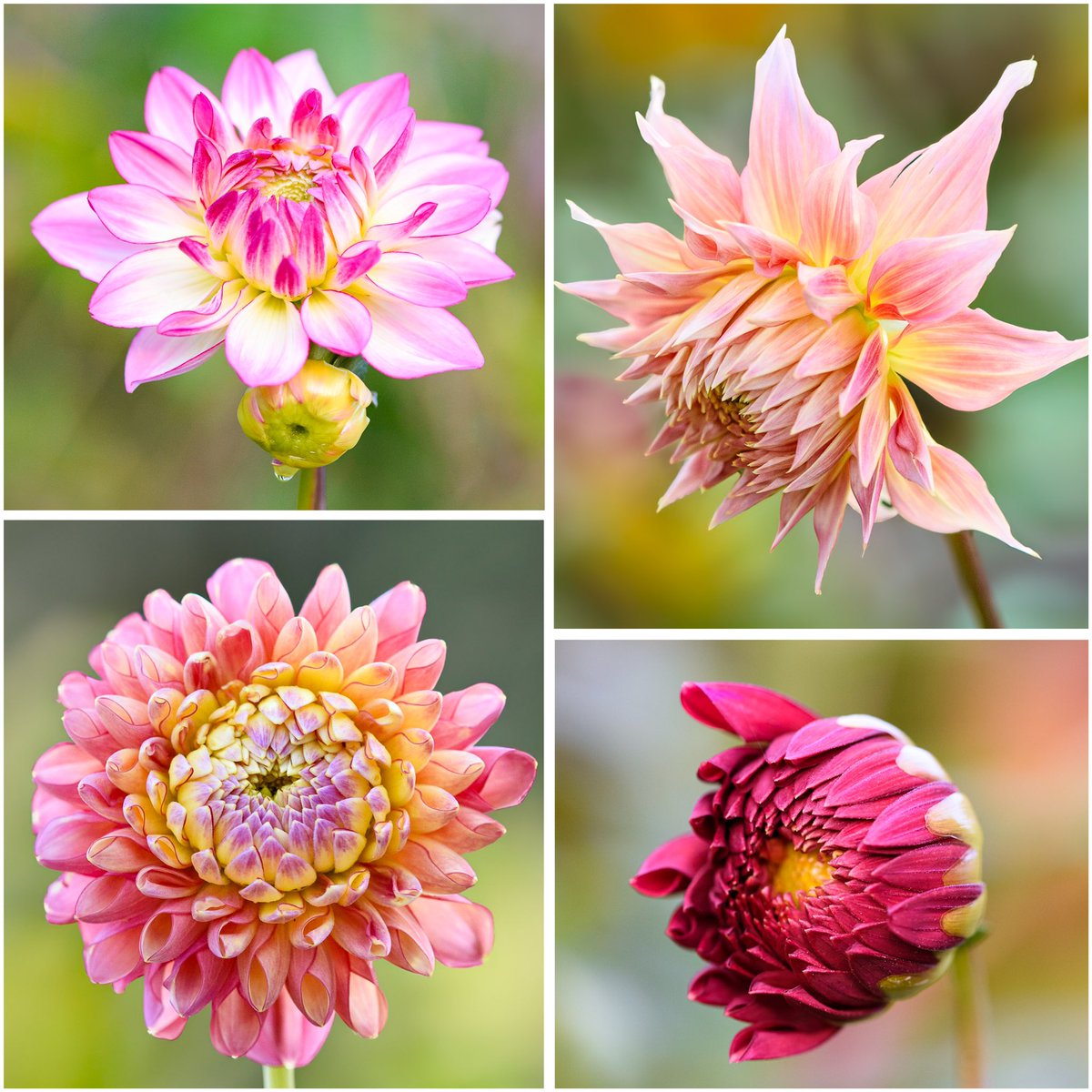 Dahlias ‘Sincerity’, ‘Penhill Watermelon’, ‘Linda’s Baby’ and ‘Perch Hill’, still looking radiant in the garden as we head towards the middle of October, photographed just before dusk this evening. #DailyBotanicalBeauty #flowers #gardening
