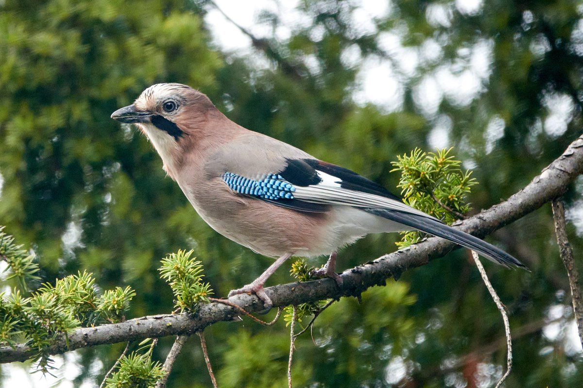 A Eurasian Jay stopped by this afternoon