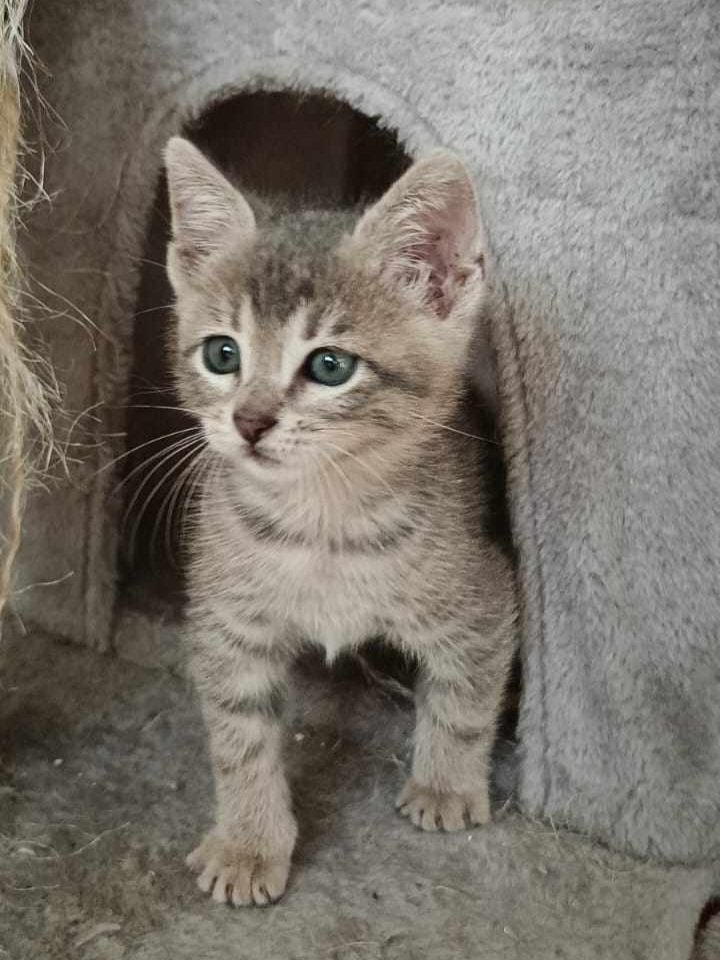 unonlus's tweet photo. #Gioele #adottato 🥰🥰🥰🥳🥳🥳🥳🥰🥰🥰🥰🥰🥰 https://t.co/OVs6K1RdGD