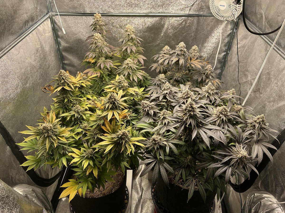 Day 56 of flowering #cannabis #growyourown