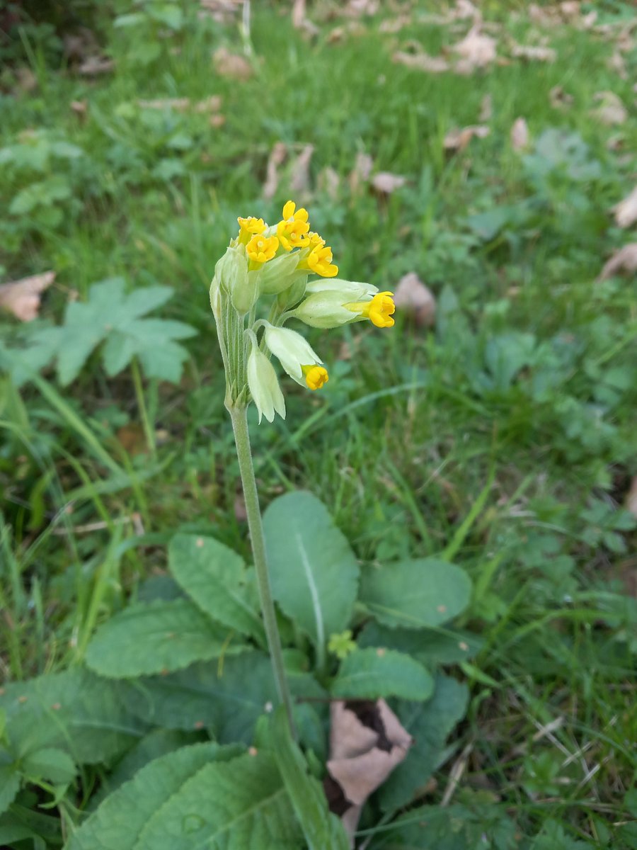 Nice to see this cowslip coming into flower...just after our first frost 🤔 

We had one in flower on Jan 1st this year, could it do the same again this winter?? #WildflowerHour