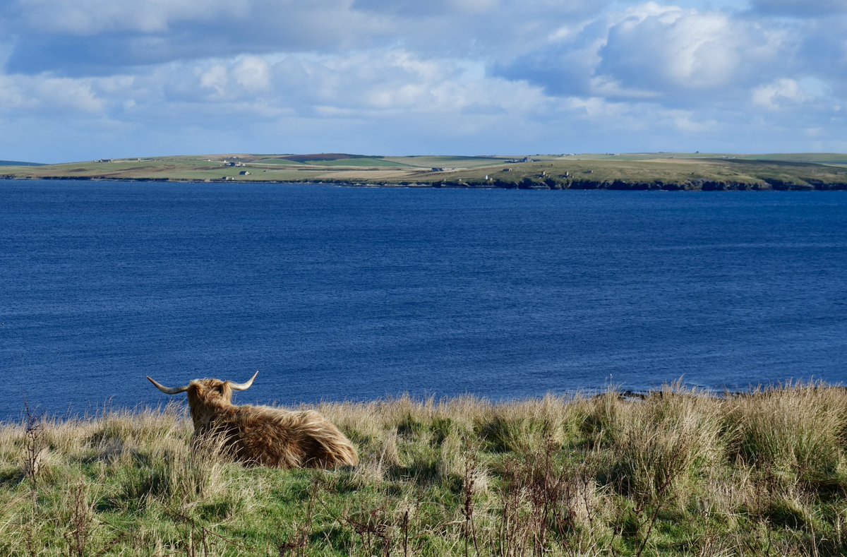 Ross_in_Orkney's tweet image. A Highland Cow sat in the sun enjoying the views today from #Flotta over the Hoxa Sound to South Ronaldsay. #VisitOrkney