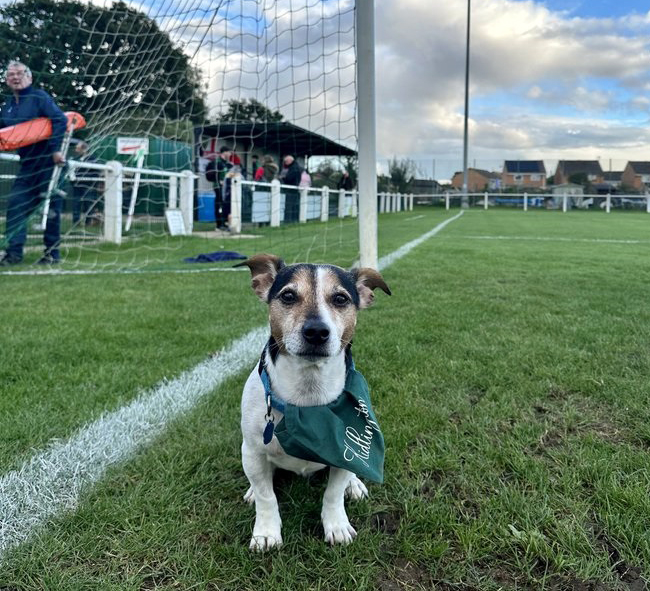 🐶SOUTHERN LEAGUE DOGS | Here's <a href="/kidlingtonfc_/">Kidlington FC</a> fan, Charlie, surveying the scene ahead of their game against <a href="/bartonroversfc/">Barton Rovers FC</a> on Saturday

🐾Keep them coming...

#SouthernLeagueDogs