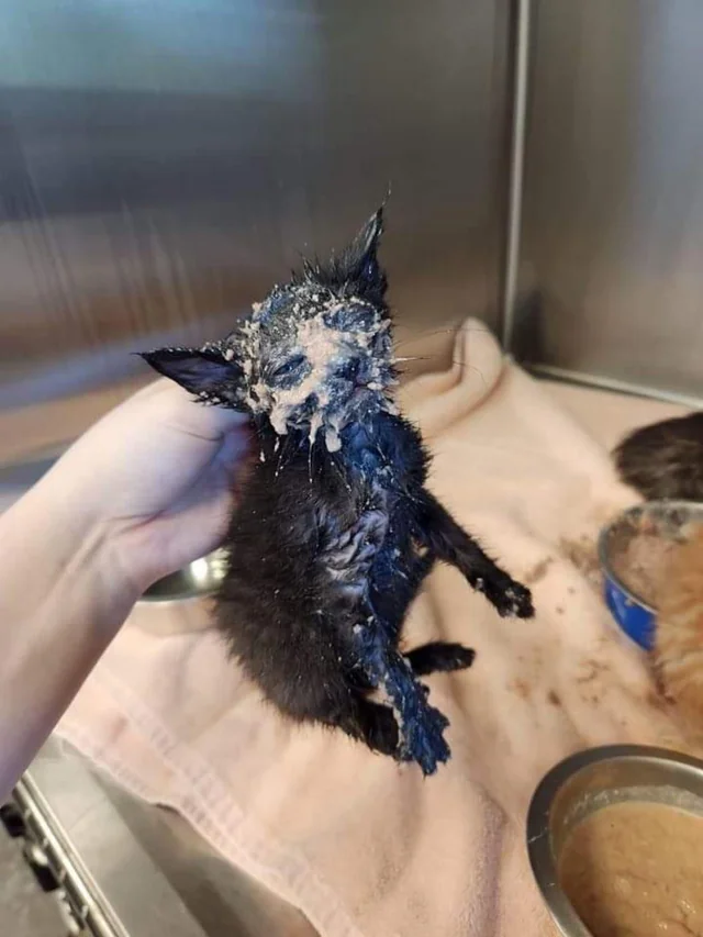 cats being fucked up little freaks you dumb bitch! (@catsbeingfreaks) on Twitter photo 