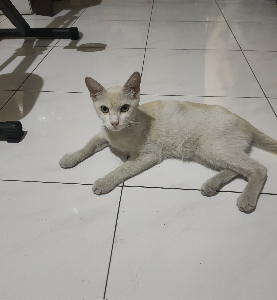 Uniecron19's tweet photo. It's sad to announce this but my cat Bocil, or people know him as Lil guy, has been diagnosed with dry FIP which is the auto immune disease for cats. It's quite a deadly virus spread from cats to cats and has a very low chance of recovering.
#FIP #BasmiFIP #Cats https://t.co/eRyxb7I3zD