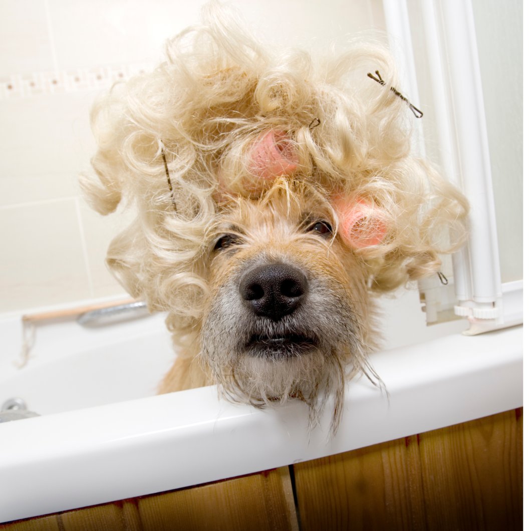 forestflask's tweet image. Ever tried composting your hair or pet fur? They&apos;re rich in nitrogen and can be added to your compost pile! 🐶💇‍♀️ #UniqueCompost #CompostingTips