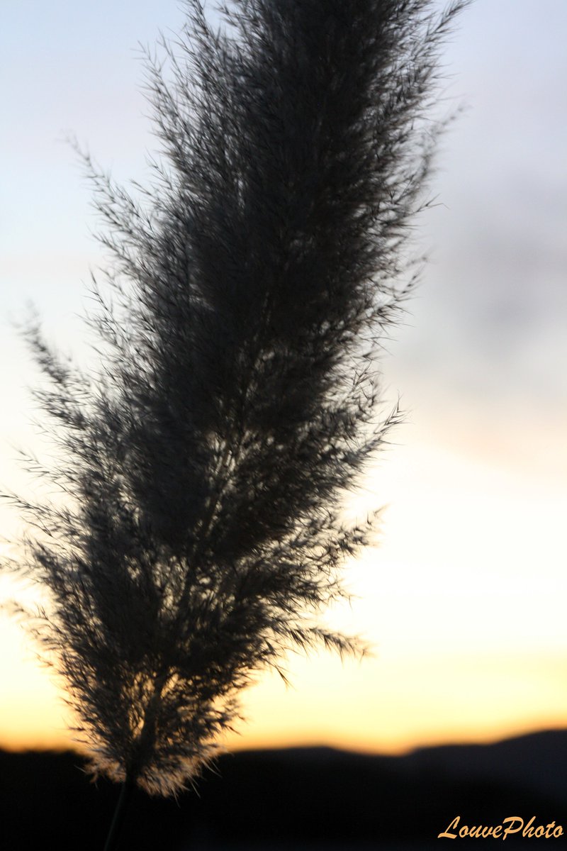 #pampasgrass #sunset #nature #photography