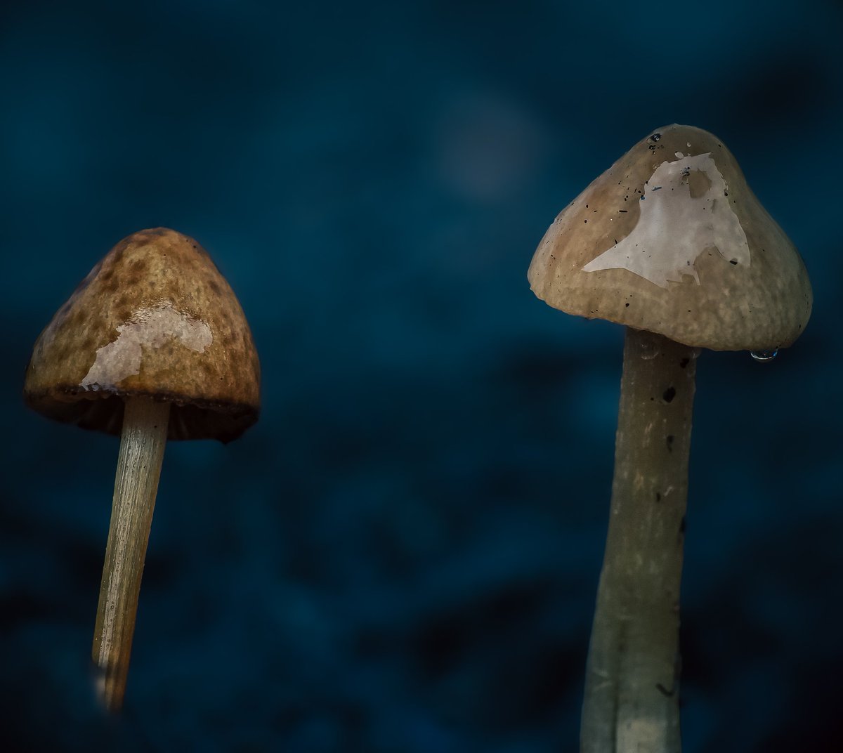 What did the mushroom say to the other❓You're a fungi 🍄😉 ... 🤦‍♀️

#mushroom #mushroomlove #mushroomhunter #fungi #fungiphotography #fungifanatic #fungifreaks #mushroomphotos #colour #art #photography #macro #macrophotography
#macromood
#macroworld #macrophoto
#smallworldlovers