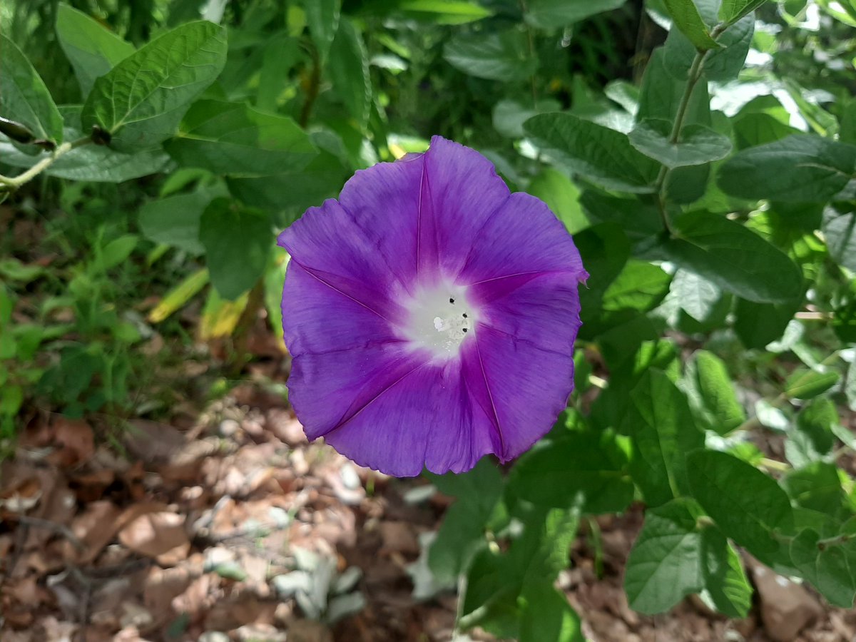 Wild flowers #CerroGordo #Jalisco