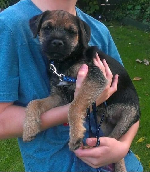 BarneyBooBT's tweet image. Hello everyone! It's my 10 year Gotcha day today!!

#BTPosse