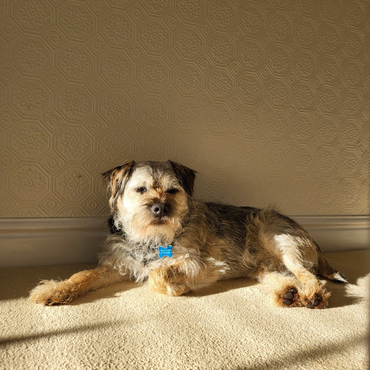 BarneyBooBT's tweet image. Hello everyone! It's my 10 year Gotcha day today!!

#BTPosse