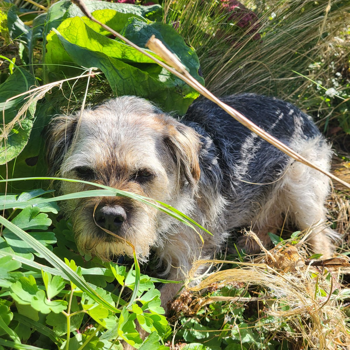 BarneyBooBT's tweet image. Hello everyone! It's my 10 year Gotcha day today!!

#BTPosse