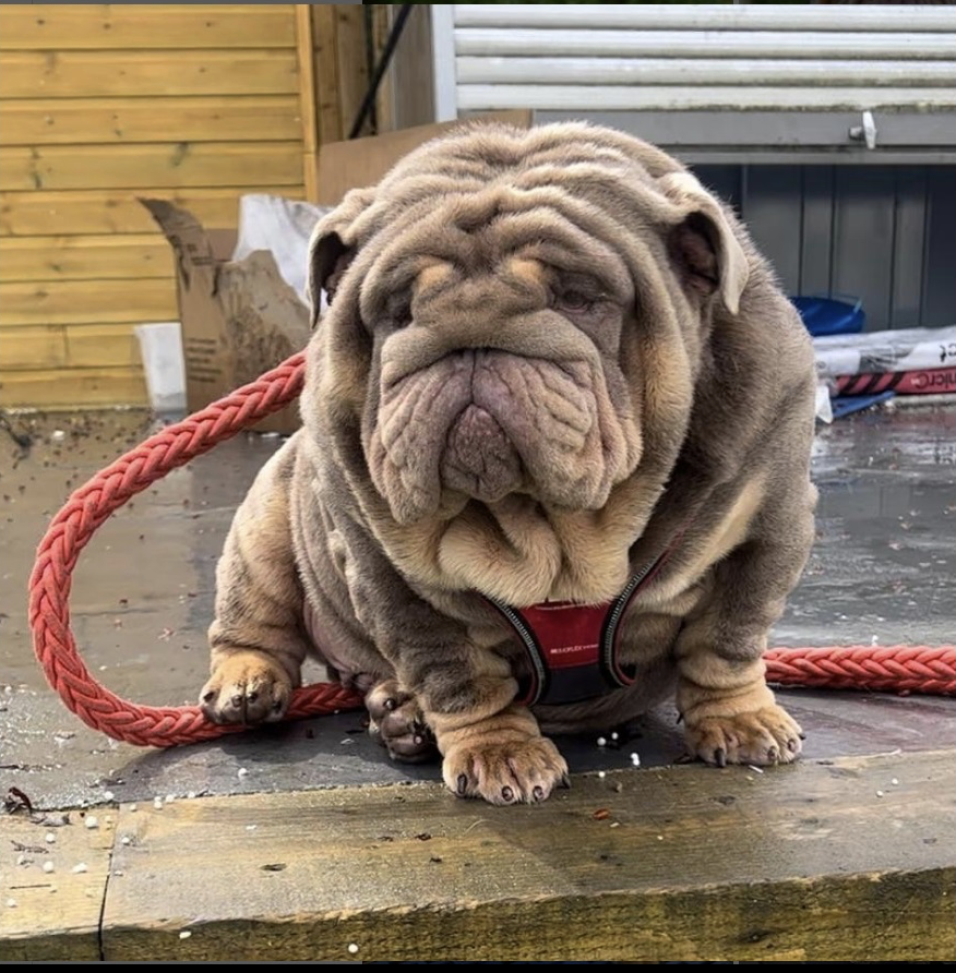 This dog is Kennel Club registered and being used at stud.  This abomination is possible because the KC does not mandate breathing tests for bulldogs (or any flat-faced breeds, despite their known problems).  Please help by supporting this petition.

chng.it/K6LstFX6CK