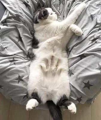 ShouldHaveCat's tweet photo. https://t.co/7xXXfy5t7O