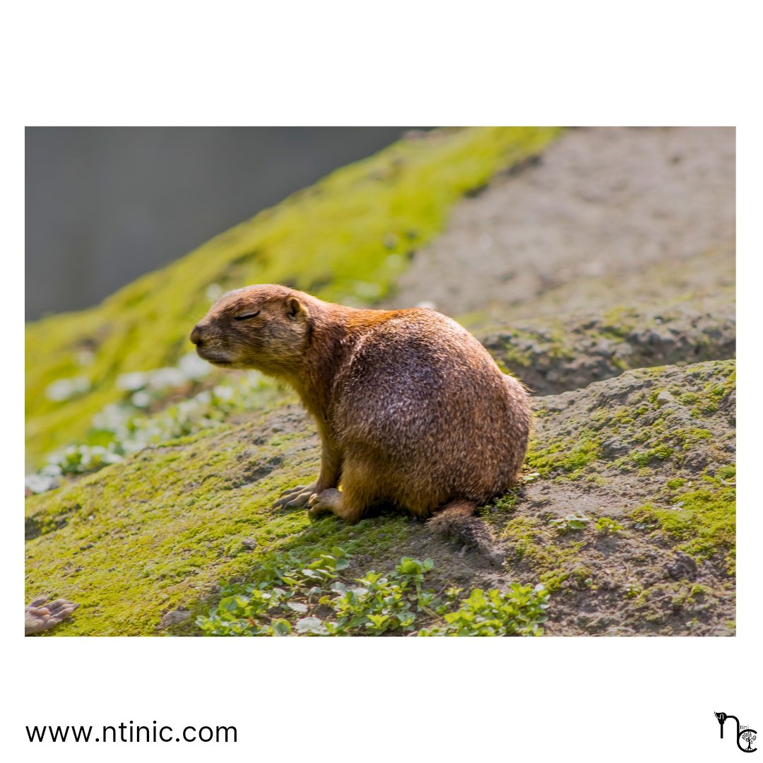 Sleep is that golden chain that ties health and our bodies together.
Thomas Dekker
#photooftheday
#photography #animalphotography #prairiedog #prairiedogphotography #prairiehondfotografie #prairiehond #fotografie #dierenfotografie