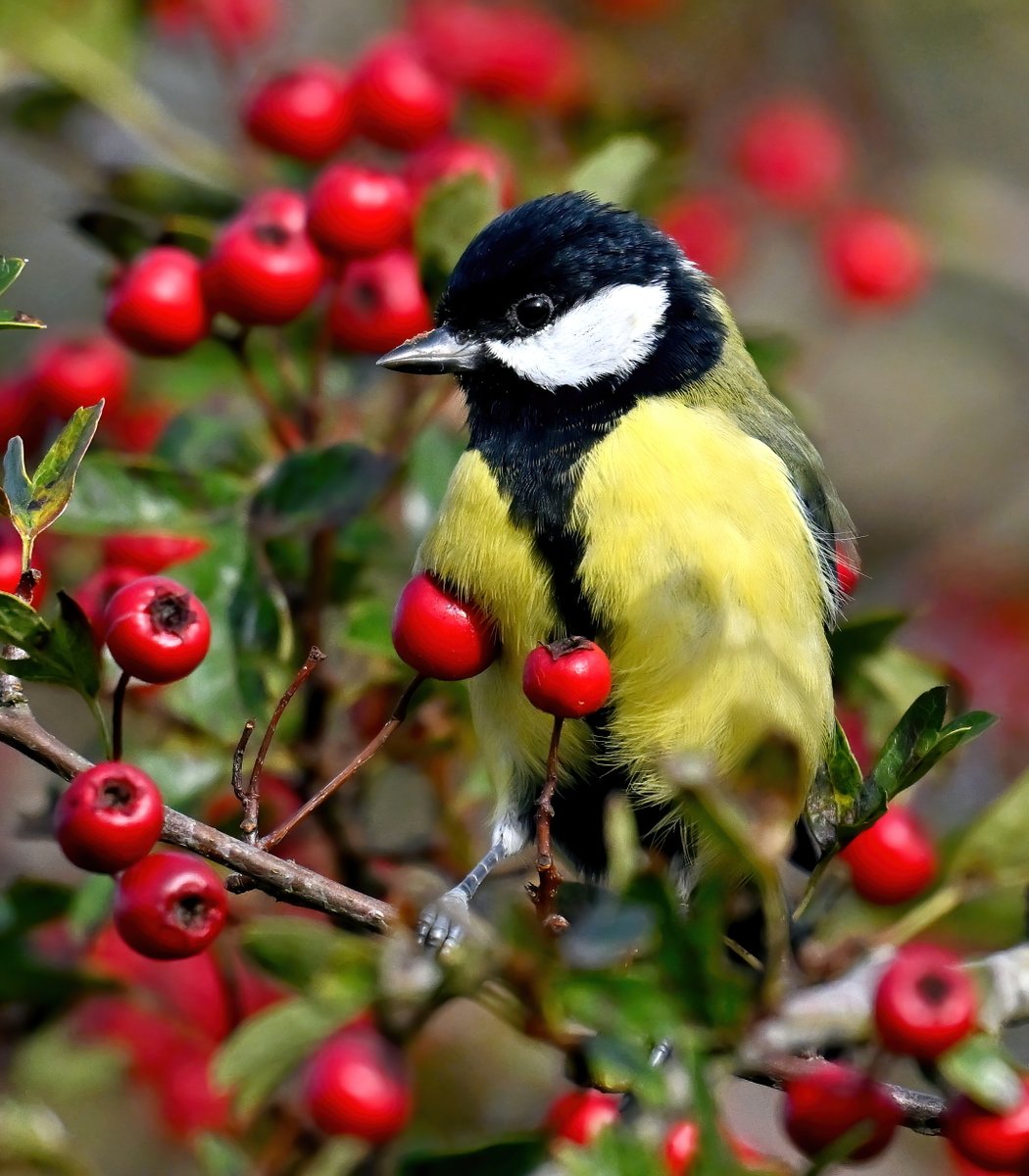 Great Tit amongst autumn berries! 😍
 Taken today at RSPB Ham Wall in Somerset. 🐦😀