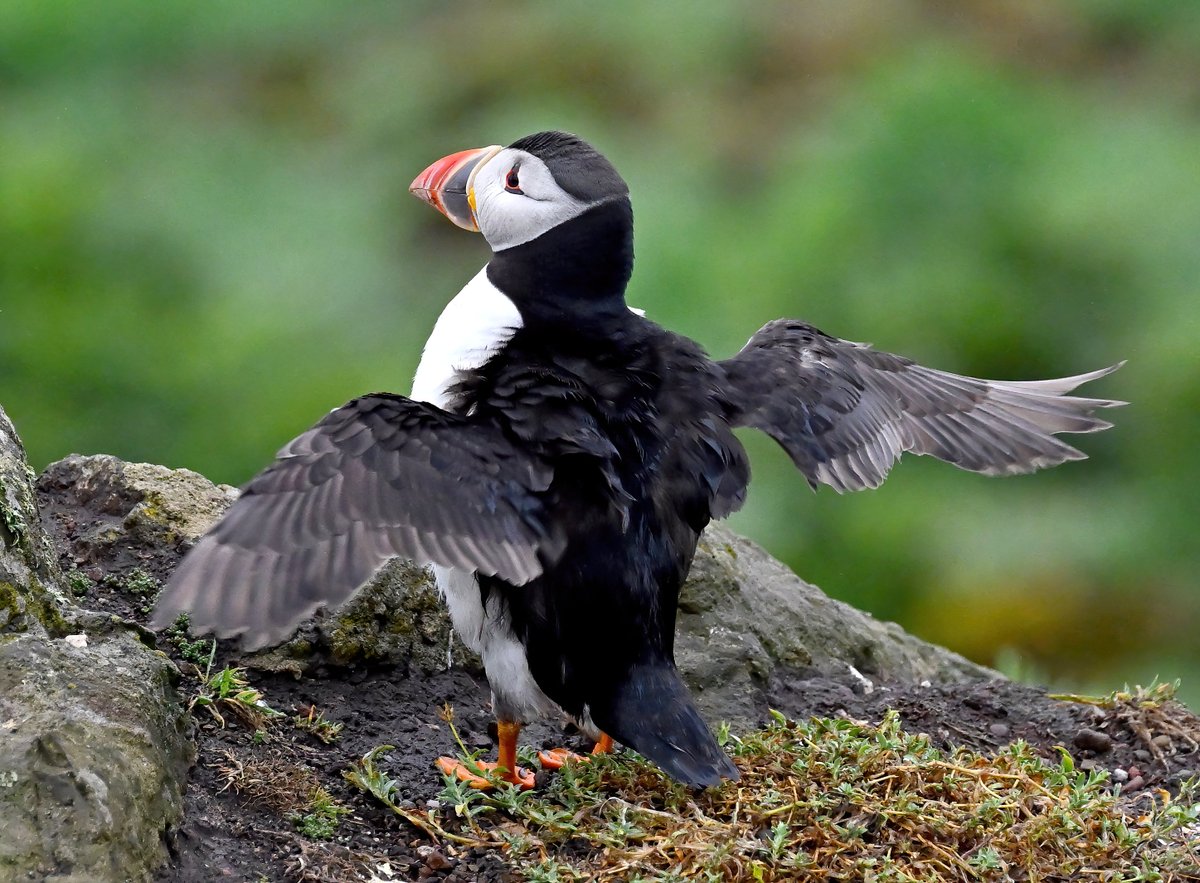 Wing flap time! 😀
#TheDailyPuffin 🐦