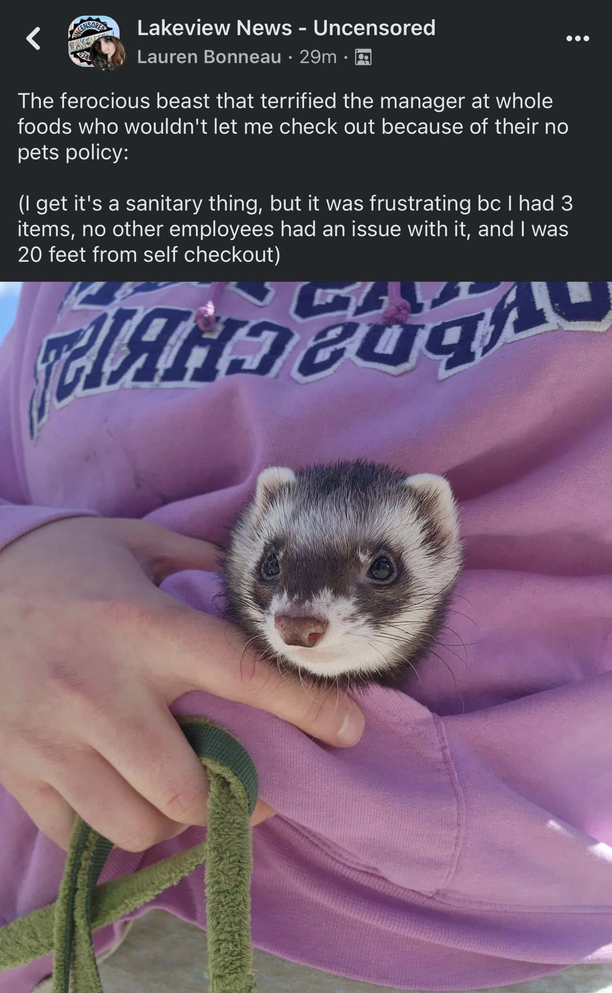 Craigslist ferrets on sale