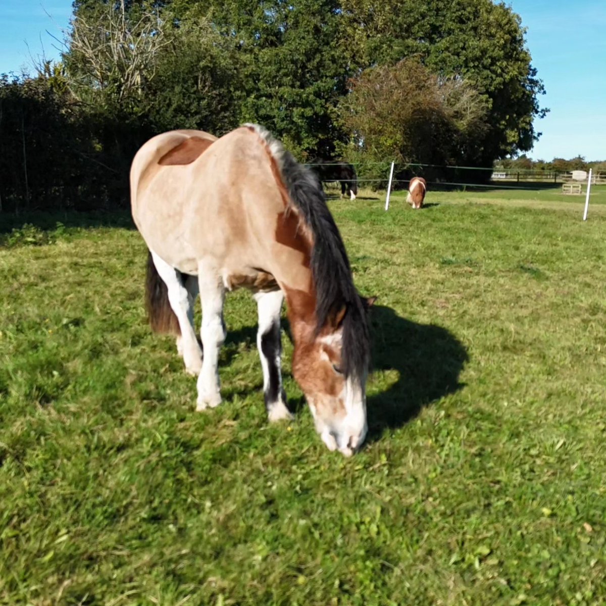 Stevie Joy #LCFC tweet media