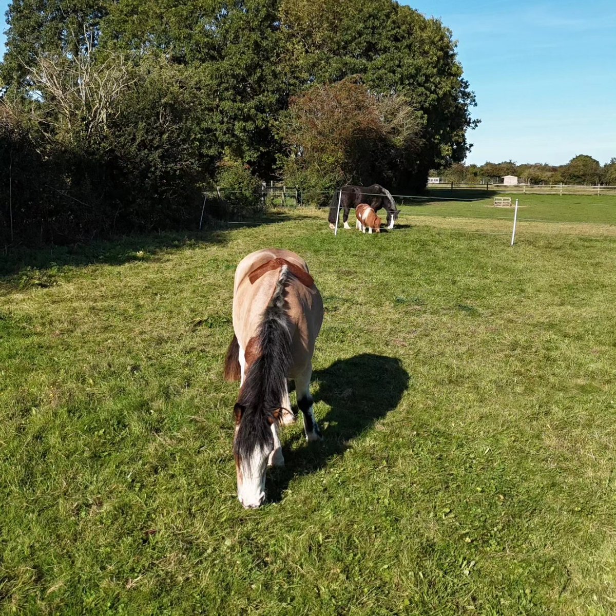 JoyWalker tweet media