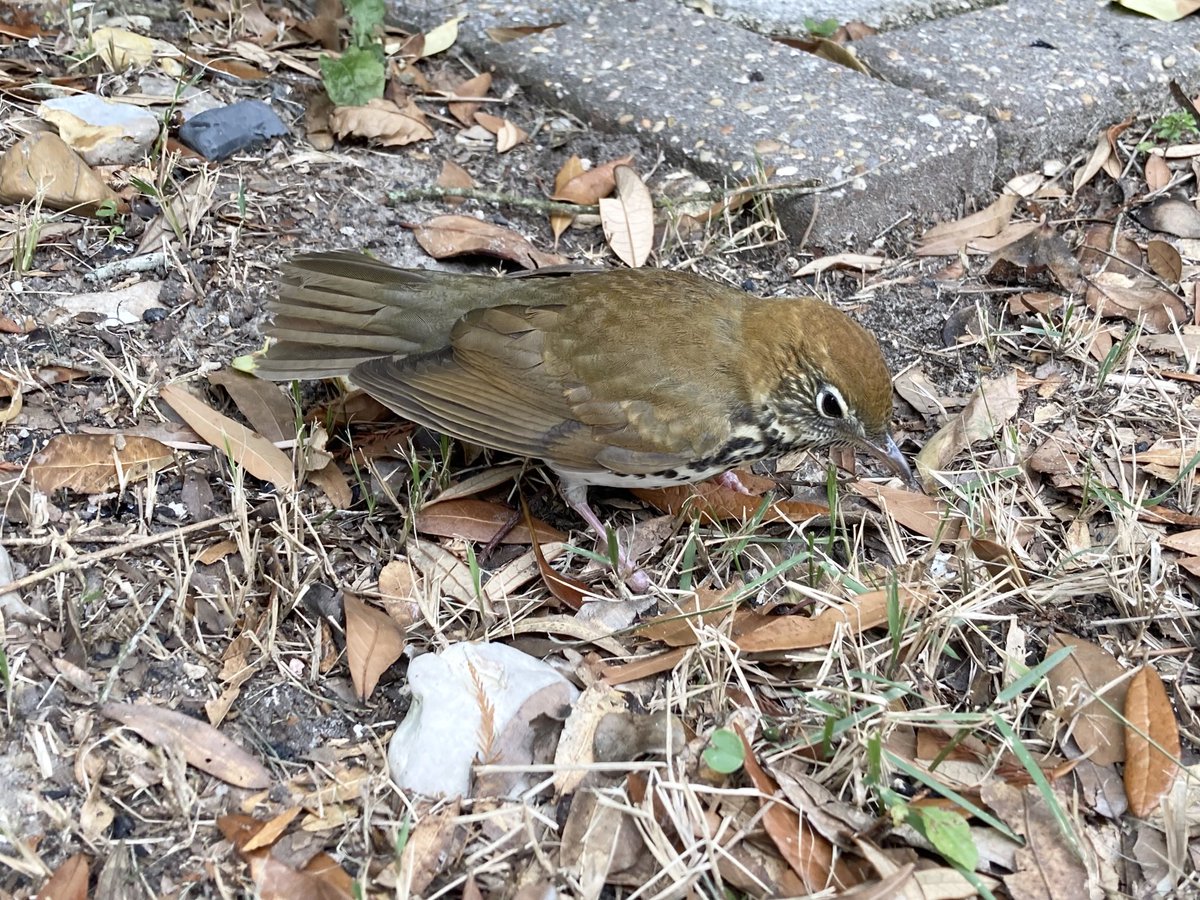 kevinlowercase's tweet image. This poor bird slammed into my living room window. HARD. He was belly up on the ground and his neck looked broken, but was still breathing. I just knew the poor little guy was a goner. But then he got up. After about 3 minutes, he hopped a few feet and took off. So relieved!