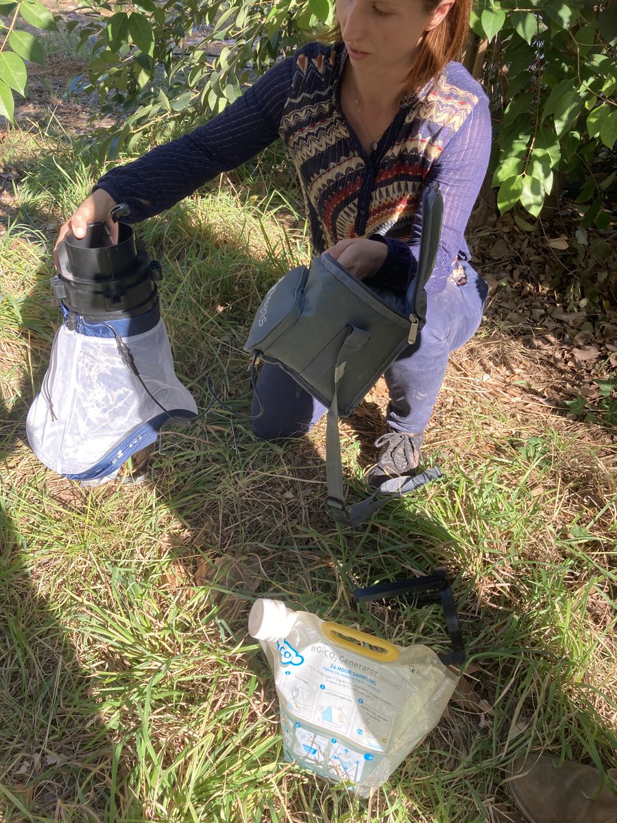 OneHealthEnto's tweet image. Last week @BugproofBugprof and @Anopheline ‘trained’ to Montpellier for a workshop on ‘The greening of cities and the effects on vectors’ organized by @ird_fr. Aedes albopictus still very active in the (beautiful) botanical gardens and nearby city center.