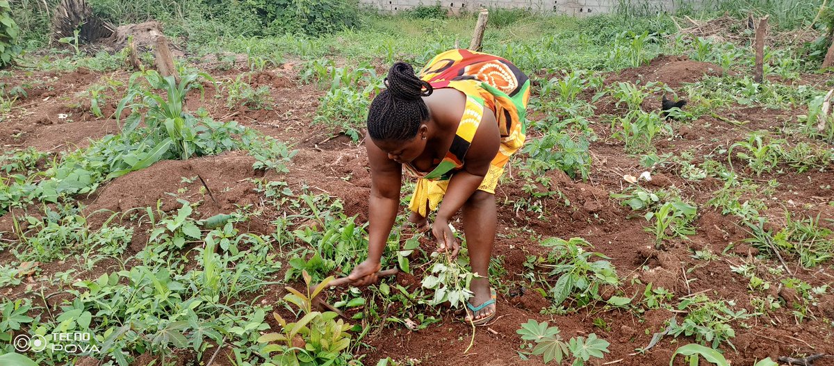Agricodeex23386's tweet photo. On this World rural women's Day, AgriCodeExpo Cameroon celebrates in the Evodo district in Yaounde rural women and their contributions to leading change, advancing equality and strengthening resilience.

#AgriCodeExpo
#WorldRuralWomenday
#Agribusiness https://t.co/qRnoN8XLHF