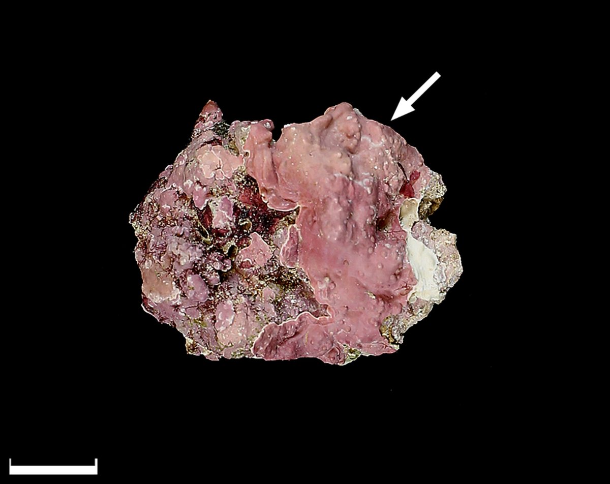 #JPhycol
Vol 59 Issue 4
Gabrielson et al. (2023)
Taxonomic contributions to Hapalidiales (Corallinophycidae, Rhodophyta): Boreolithothamnion gen. nov., Lithothamnion redefined and with three new species and Roseolithon with new combinations
doi.org/10.1111/jpy.13…