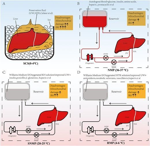 StemCellsPortal's tweet photo. Mesenchymal Stem Cell Utilization for In Vitro Donor Liver Machine Perfusion Preservation: Current Status and Future Directions https://t.co/L5SALyewRG https://t.co/9MNwnKw5eb
