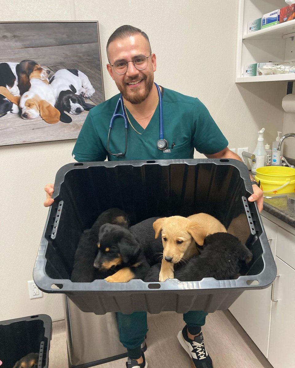 Graphdinner111's tweet image. Cute dogs