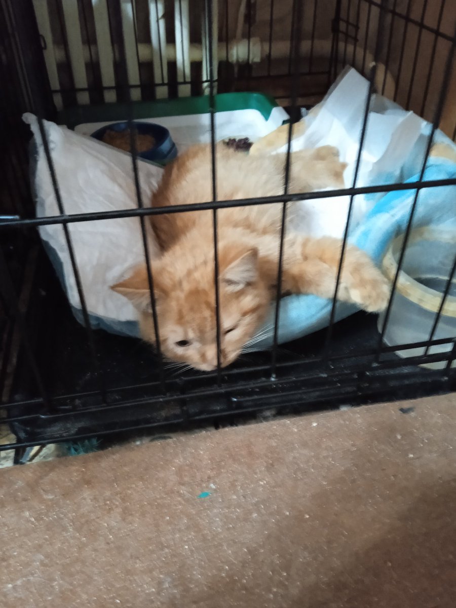 Ну, в общем, караул. У меня в 1-но комнатной квартире уже 17-й 🐈.
Его принес мне мальчик, когда я кормила утром собак. Сказал, что он у них в подъезде живет, но его все выгоняют...
Забрала, что делать...Глазки были склеены и ушки очень грязные.Искупала. Посадила,пока, в клеточку