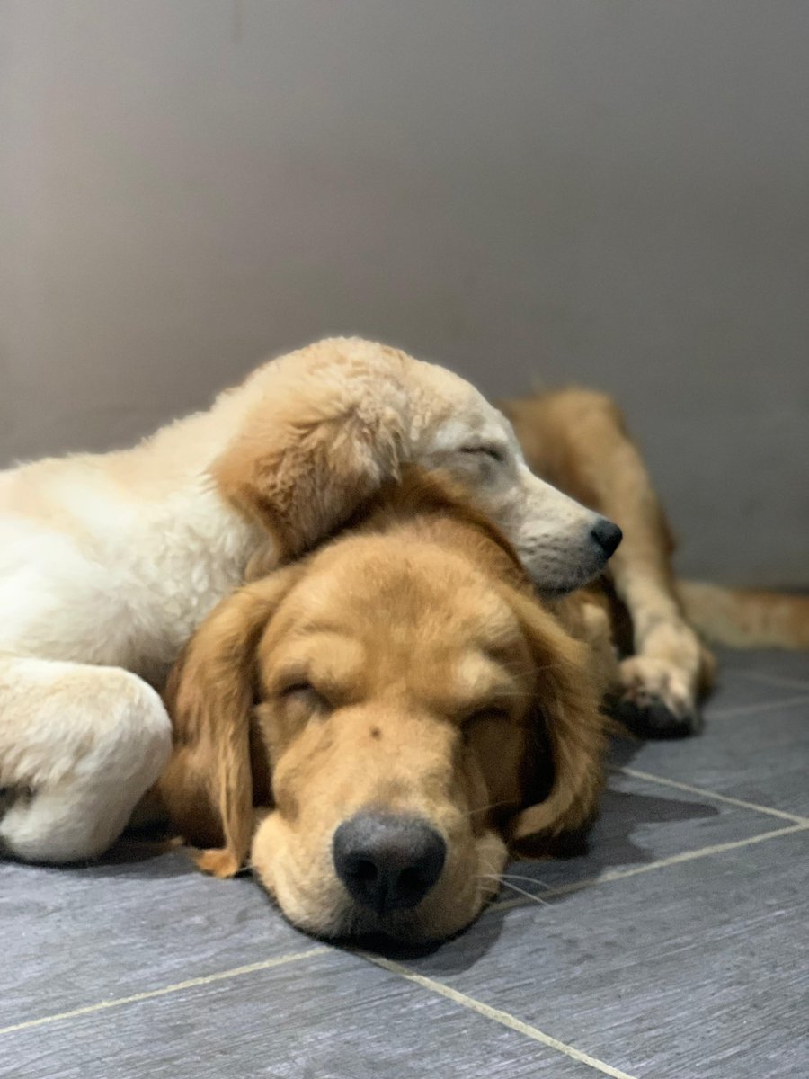 KeiYei_'s tweet photo. Que afortunado soy de Tenerlos, Jamás me falten!! #Goldenretriever #Boxer #Lanita #Chesstercito #Dixy ❤️‍🔥🥰 https://t.co/eQzZ7xD6WR