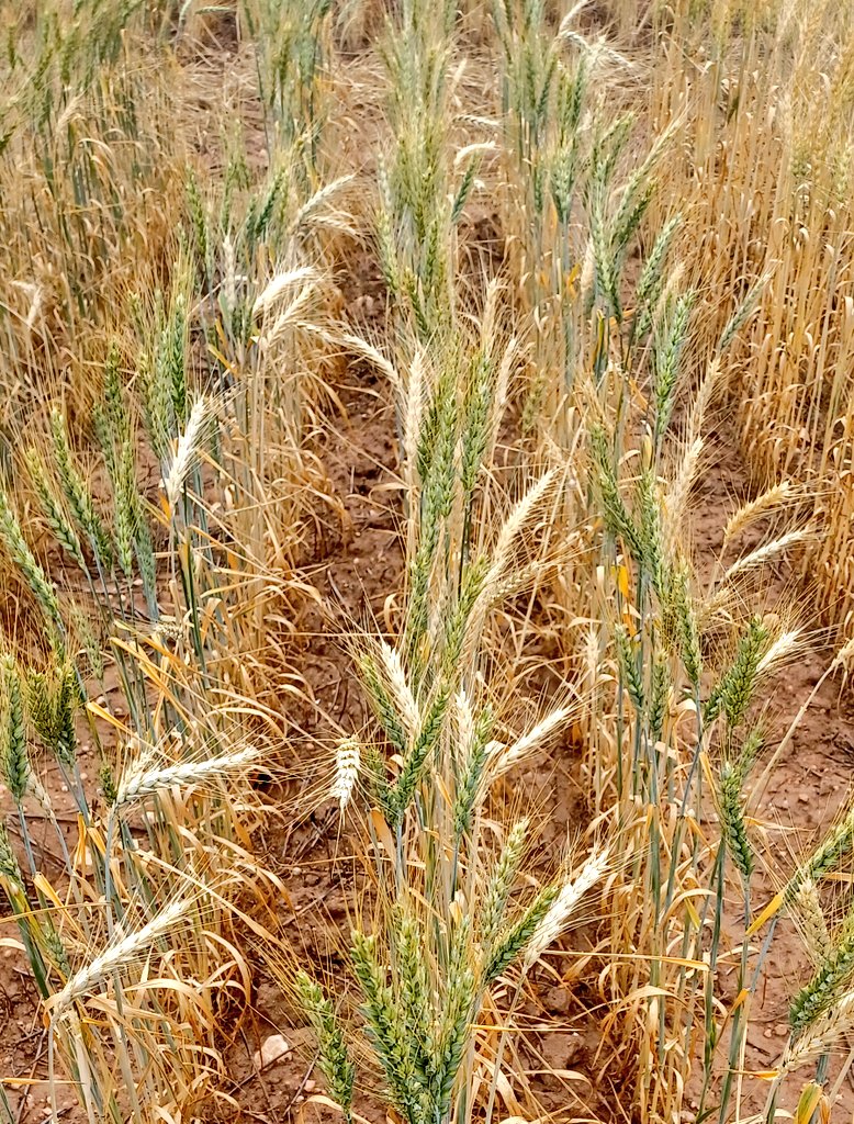 Great trials for scoring crown rot resistance in @caigeproject wheat lines at the @BreedersPlant trial site in SA. Definitely getting a hard finish here on a challenging soil profile.