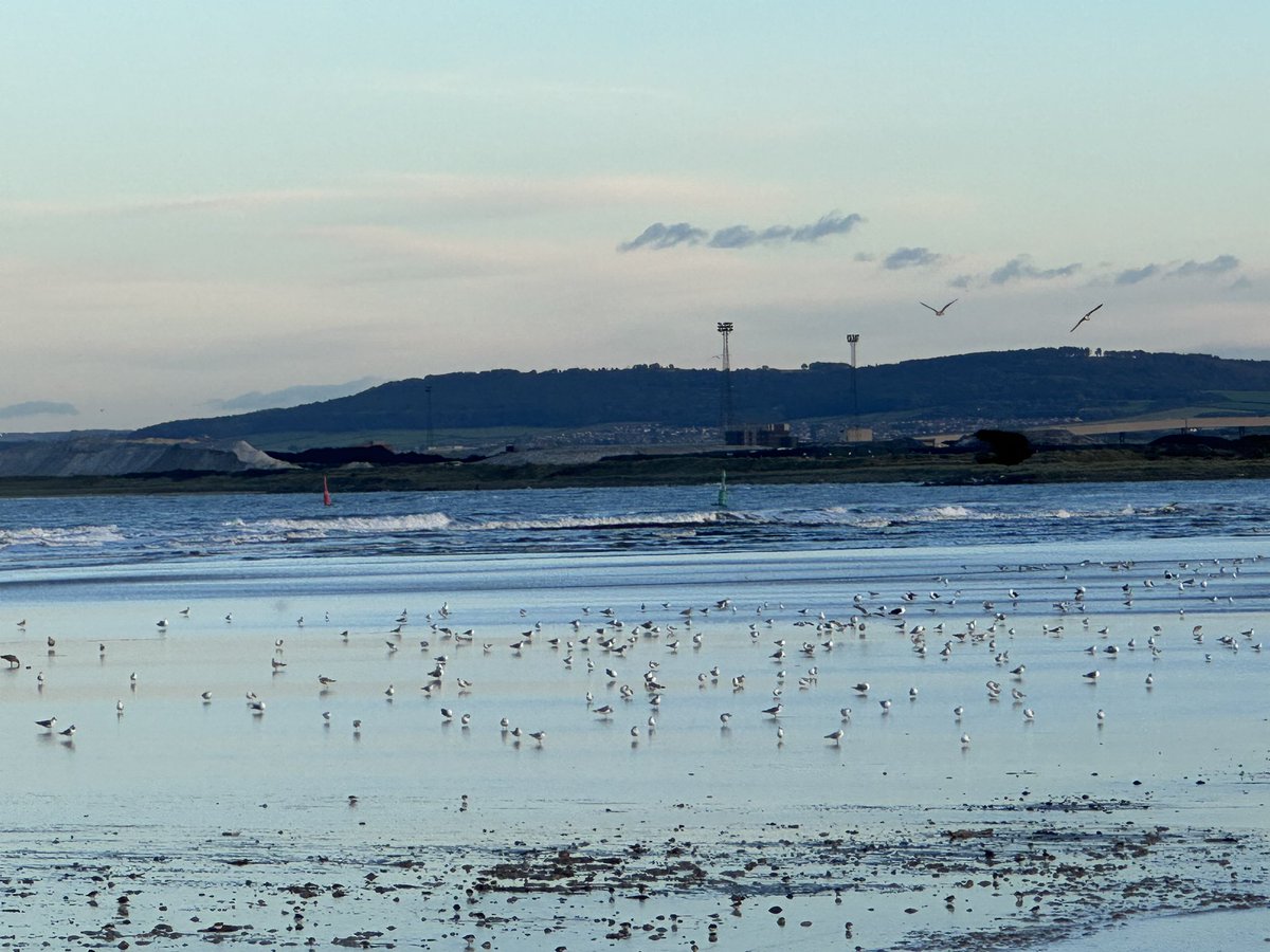 JuQuacker's tweet image. North Gare Sands WeBS Golden P 389, Oystercatcher 672, Dunlin 344, Redshank 145, Turnstone 55, Ringed P 31, Curlew 10, Knot 56, Lapwing 136, Grey P 8, BT Godwit 4 + 4 sp of duck &amp;amp; gulls. Great session with a 12 Whooper Swan flyby on way back to car @teesbirds1 @TeesmouthNNR