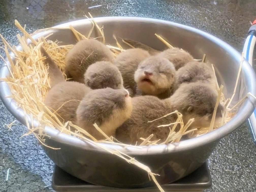 it's been a difficult week and maybe you need to see some sleepy otters