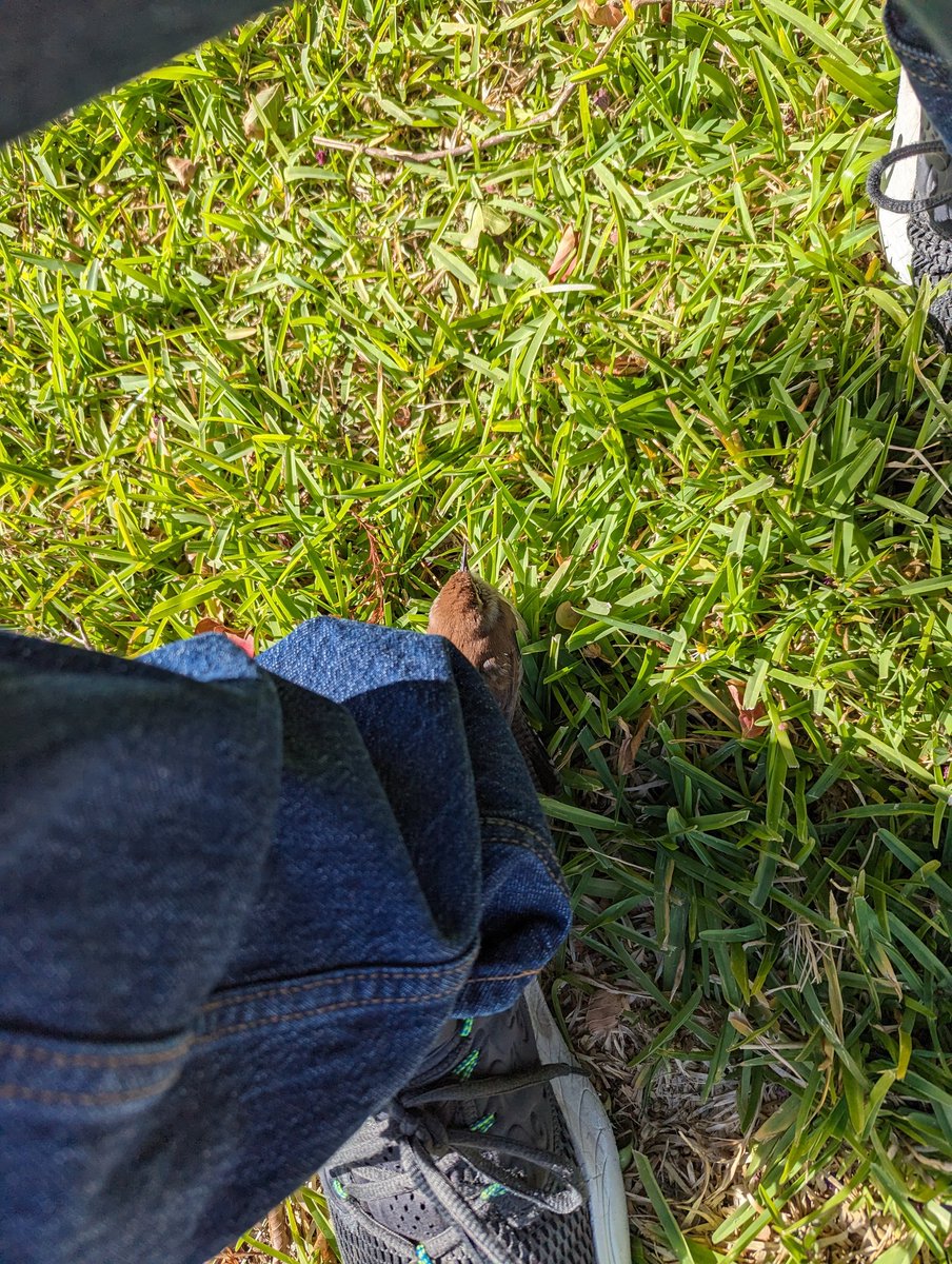 BlueBoostt's tweet image. Little guy snuck into our house while we were gone. We caught the bird and let him free.