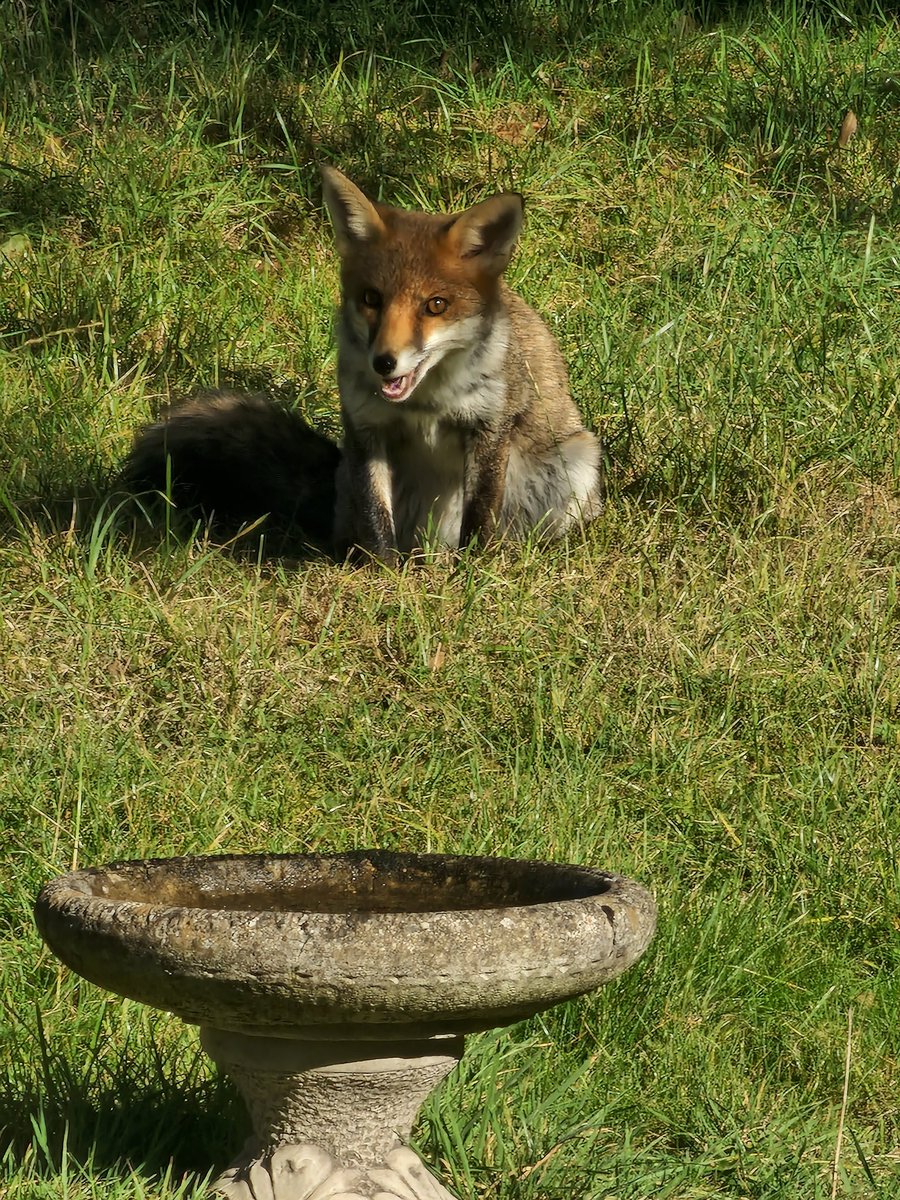 Fox <a href="/ChrisGPackham/">Chris Packham</a> #Fox