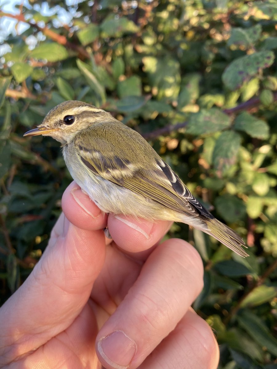 DenyerPeter's tweet photo. Yellow-browed warbler ringed at Landguard, 1st of the year. https://t.co/HuszOamhaS