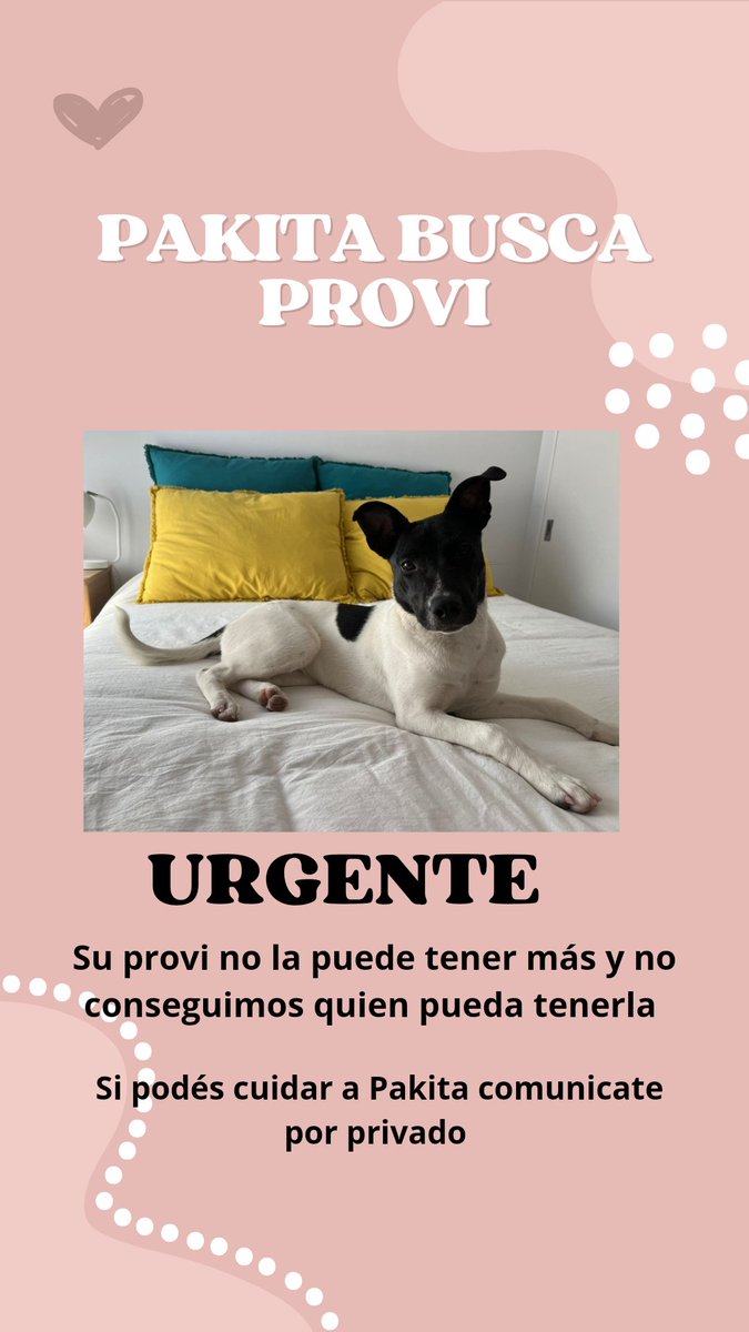 Hola necesitamos Provi URGENTE para pakita, la provi actual no la puede tener más y no tenemos donde dejarla. Nos hacemos cargo de gastos de comida, ofrecemos ayuda con los paseos <a href="/VivireNuevaCba/">VivirenNuevaCórdoba®</a> <a href="/VivireNuevaCor/">VivireNuevaCórdoba</a>