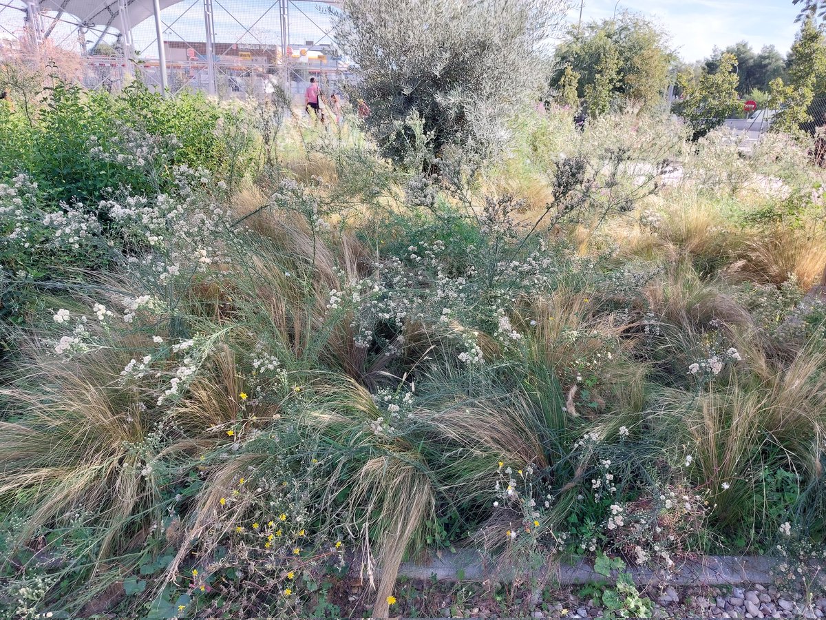 CastejonFerrer's tweet photo. A/A @Lineamadrid @bcarabante @davidperez. Más de un mes desde el tweet anterior y nada. ¿ En q ciudad vivimos ? ¿Es posible q se haya inaugurado un parque en @MADRID y se les haya olvidado a nuestros gobernantes incluirlo en el listado de mantenimientos? Ruego procedan. https://t.co/gci71YUAlV